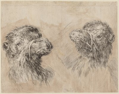 Zwei Kamelköpfe von Stefano della Bella