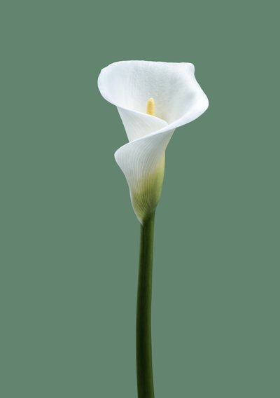 Calla-Lilie Nr. 02, 2021 von Steve Gallagher