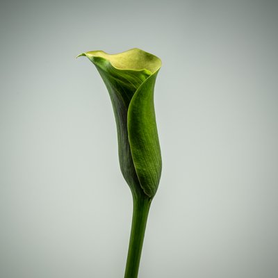 Einzelne grüne Calla-Lilie, 2020 von Steve Gallagher