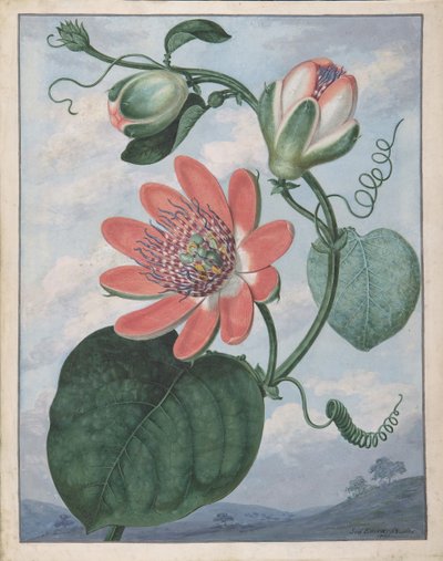 Passionsblume, 1799 von Sydenham Teast Edwards