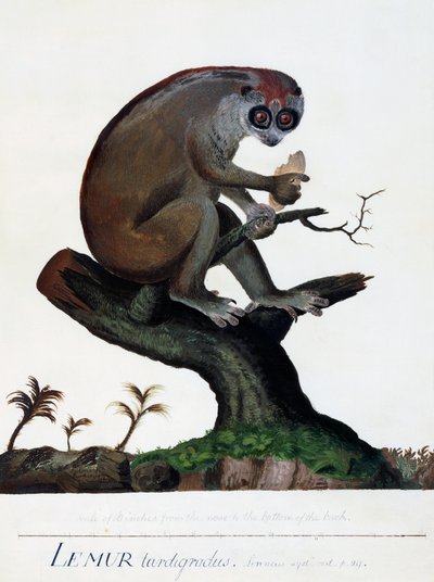 Lemur tardigradus von Sydney Parkinson