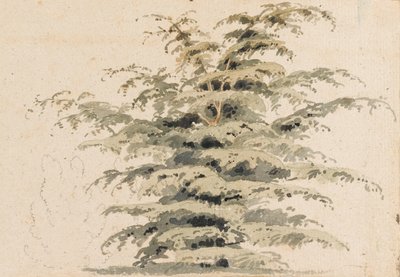 Studie eines Zedernbaums von Thomas Baxter
