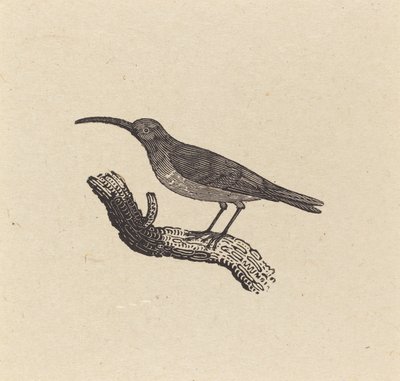 Ein Vogel von Thomas Bewick