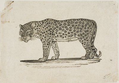 Leopard von Thomas Bewick