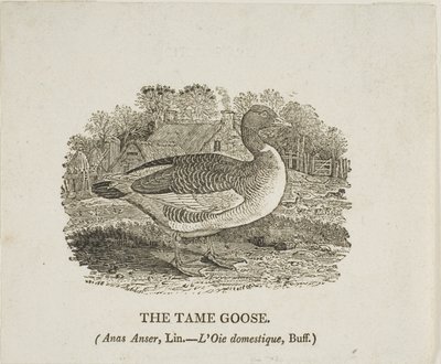 Zahme Gans von Thomas Bewick
