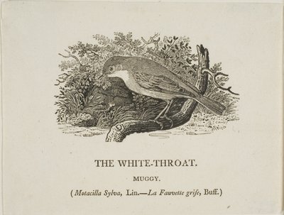 Weißkehlchen (Vogel) von Thomas Bewick