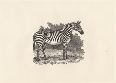 Zebra von Thomas Bewick