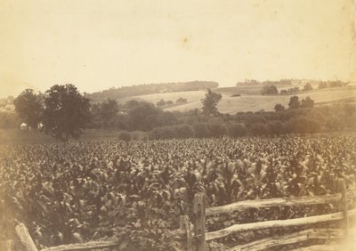Kornfeld, Avondale, PA von Thomas Eakins