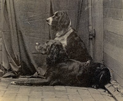 Thomas Eakins Hunde, 1884 von Thomas Eakins