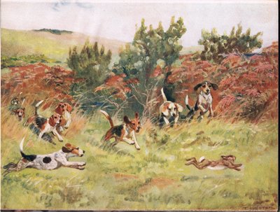 Hasenjagd, Illustration aus 