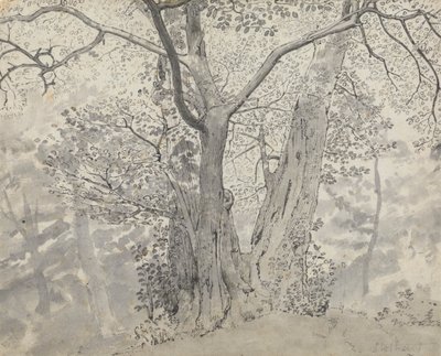 Baumstudie von Thomas Stothard