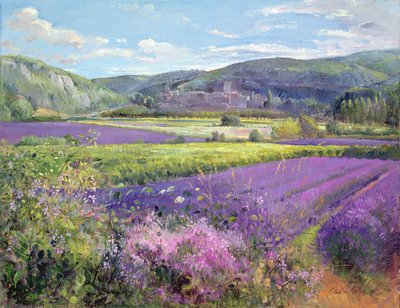 Lavendelfelder in der alten Provence von Timothy Easton