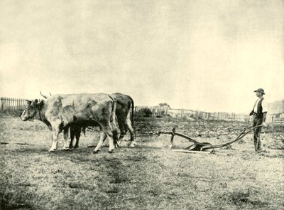 Ein Ochsenpflugteam, 1901 von Unbekannt