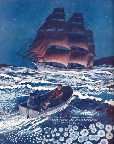 Ein Meer beleuchtet von lebenden Nachtlichtern, 1935 von Unbekannt