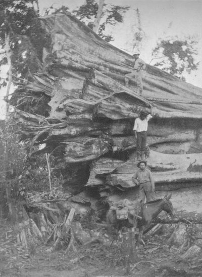 Ein großes Stück brasilianisches Holz, 1914 von Unbekannt