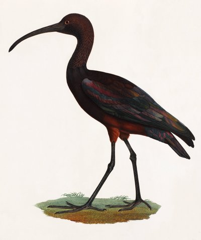 Eine Farbillustration eines langgeschnäbelten Vogels von Unbekannt