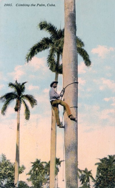 Ein Mann klettert auf eine Palme, Kuba, 1911 von Unbekannt