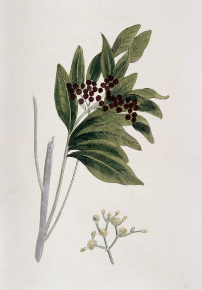 Piment, 1823 von Unbekannt