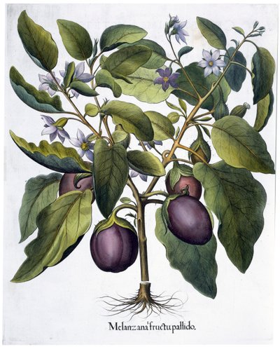 Aubergine von Unbekannt