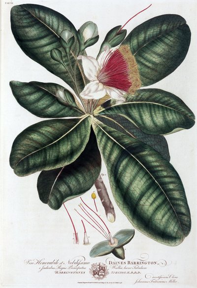 Barringtonia von Unbekannt