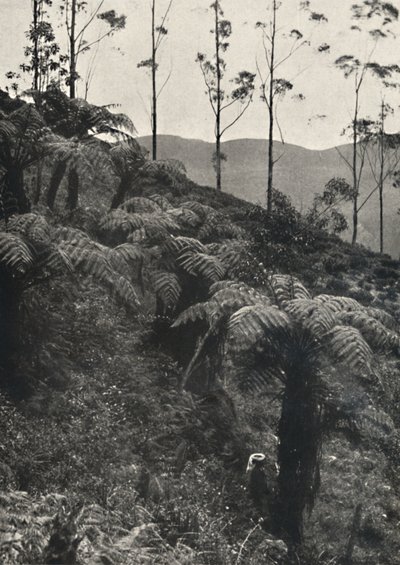 Baumfarne Alsophila crinita u. a., 1926 von Unbekannt