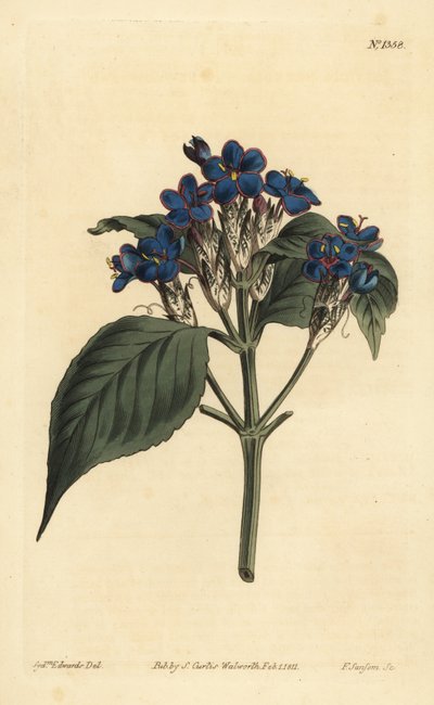 Blaue Salbei, Eranthemum pulchellum (Blau blühende Justicia, Justicia nervosa) von Unbekannt