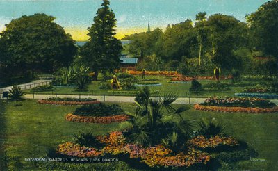 Botanische Gärten, Regents Park, London, ca. 1910 von Unbekannt