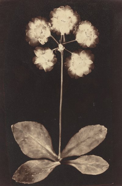 Botanisches Fotogramm von Unbekannt