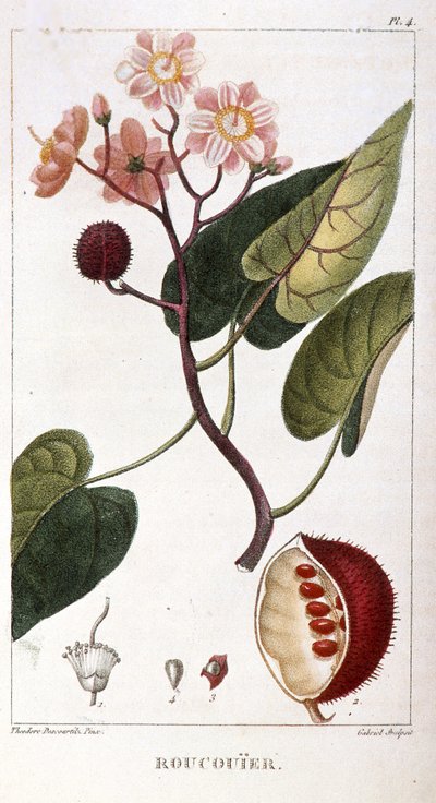 Botanische Tafel von Bixa orellana, Rocuyer von Unbekannt