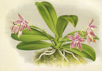 Botanische Tafel: Phalaenopsis luddemanniana von Unbekannt