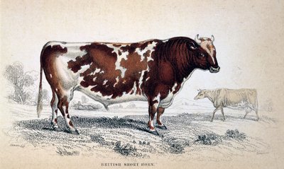 Britischer Kurzhornochse, 1839 von Unbekannt