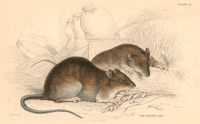 Braune Ratte Rattus rattus, 1828 von Unbekannt
