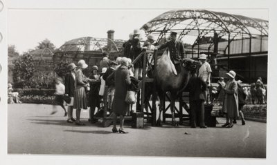 Kamelritt, um 1930 von Unbekannt
