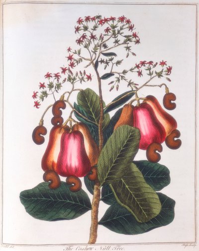 Cashewnuss - Anacardium occidentale, ca. 1798 von Unbekannt