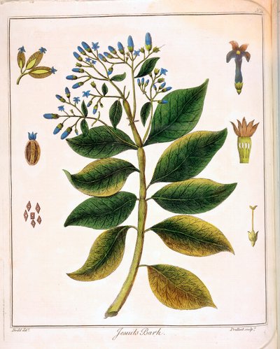Chinarinde der Jesuiten oder peruanische Rinde, 1795 von Unbekannt