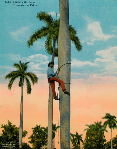 Klettern auf eine Palme, Kuba, ca. 1920 von Unbekannt