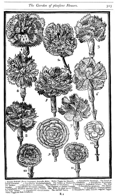 Dianthus Nelken und Pinks, 1629 von Unbekannt