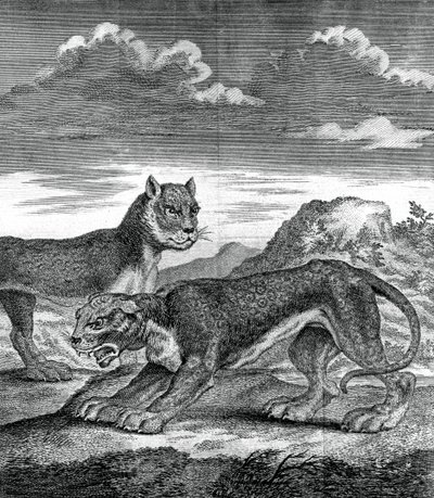 Ostindischer Leopard, 1750 von Unbekannt