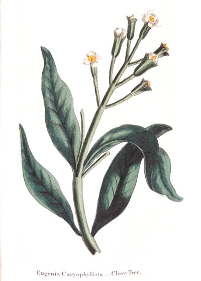 Eugenia caryophyllata - Nelkenbaum, 1823 von Unbekannt