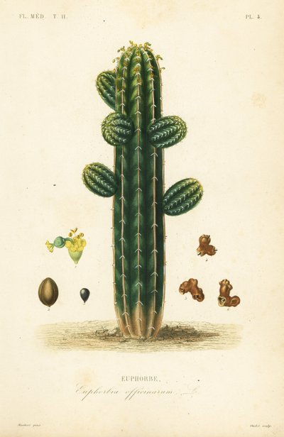 Euphorbia officinarum von Unbekannt