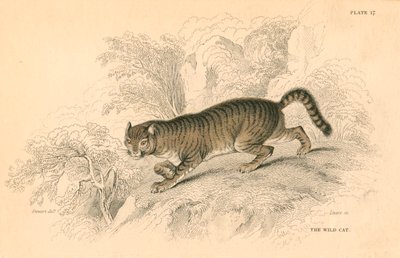 Europäische Wildkatze Felis silvestris, 1828 von Unbekannt