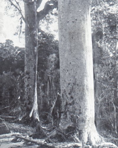 Riesiger Kauri-Baum, spätes 19. - frühes 20. Jahrhundert von Unbekannt