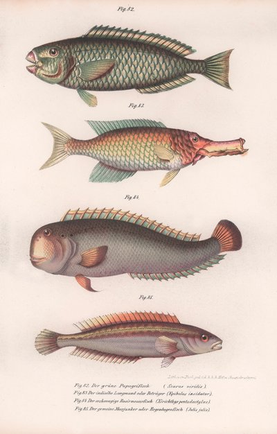 Grüner Papageienfisch. Indischer Langmaul, Rasirnesser, Lippfisch, ca. 1850er Jahre von Unbekannt