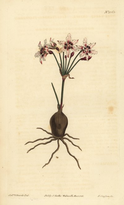 Hessea cinnamomea von Unbekannt
