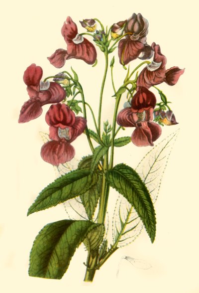 Himalaya-Balsam: Impatiens Glandulifera, 1840, 1944 von Unbekannt