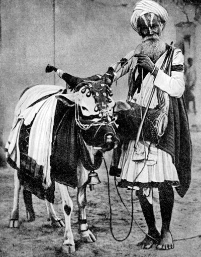 Hindu-Kuh mit heiliger Kuh, Indien, 1936 von Unbekannt