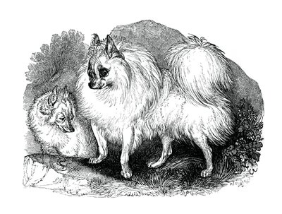 Isländischer Hund, 1848 von Unbekannt