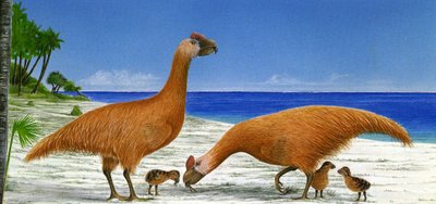 Illustration von Sylviornis neocaledoniae von Unbekannt