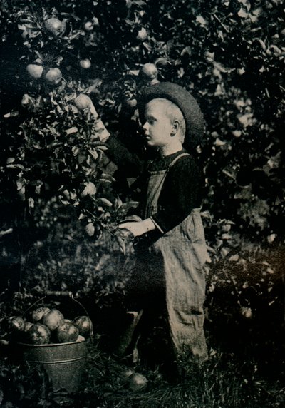 In einem der fruchtbaren Obstgärten Ontarios, um 1934 von Unbekannt