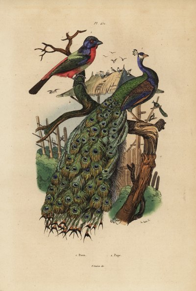 Indischer Pfau, Pavo cristatus, und Papageienfink, Erythrura-Arten von Unbekannt